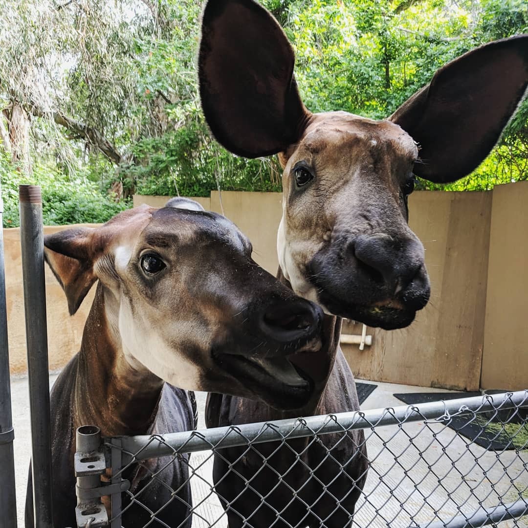 elodieunderglass:  glumshoe: wild-west-wind:   wild-west-wind:    I LOVE THESE OKAPI