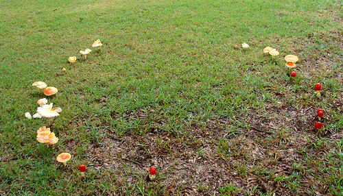 oldmosswoman:  Fairy rings  occupy a prominent adult photos