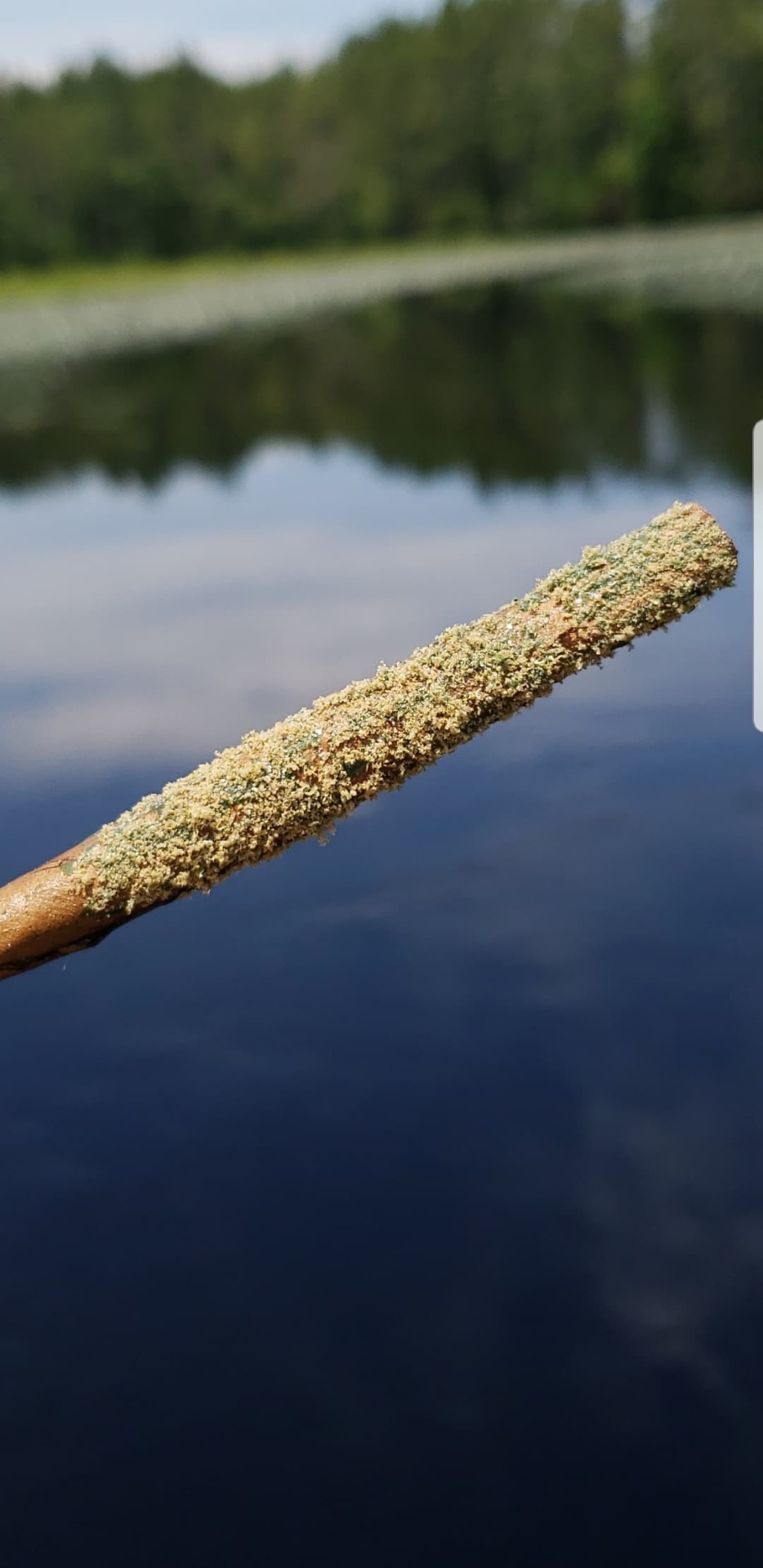 intoxi-skate:  Rolled with bluemelon blunt and blueberry honey to help coat😋