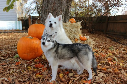 american eskimo dog