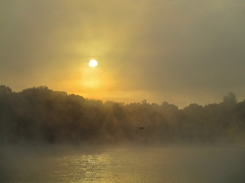 A sunrise in August. Look closely and see a great blue heron flying through the mist.