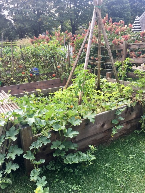 Fall greens beans and cantaloupe