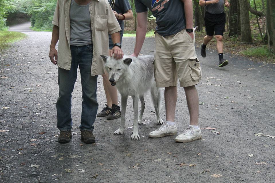 Proper Wolfdog Care