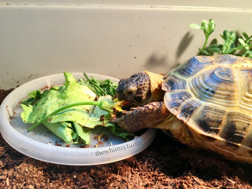 Mom has returned—with dandelions and clover for me!  While Mom has been gone, Granddad refused to gi