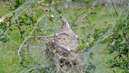 invertebrates: onenicebugperday:African social spiders, Stegodyphus dumicola, Eresidae (velvet spide