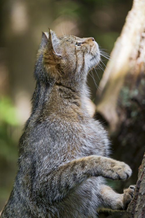 magicalnaturetour:Climbing wild cat by Tambako The JaguarVia Flickr:On this picture, the wild cat cl