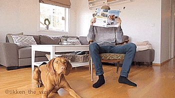 thenatsdorf:  Tikken the Vizla shows off his many tricks. [full video]