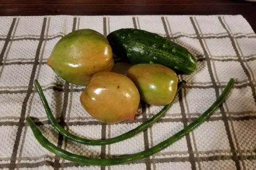 Today’s harvest so far. If it ever stops raining still I need to harvest potatoes, peppers and