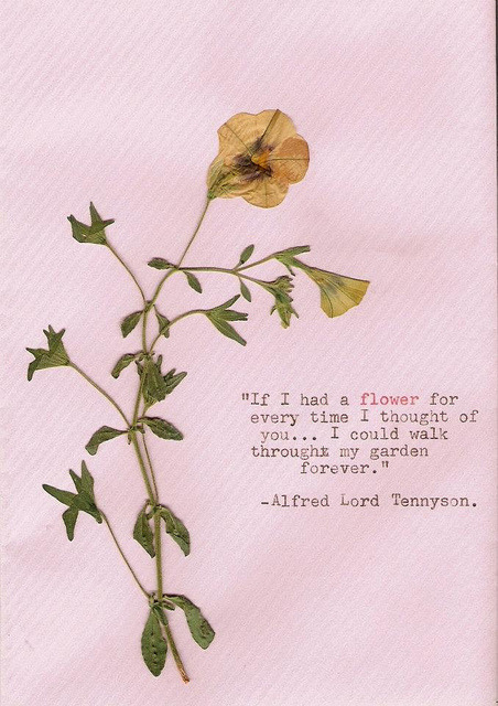 stored-snapshots:  Flower Series V by deartomorrow on Flickr. 