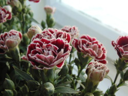 aureks:  Carnations in my bedroom <3