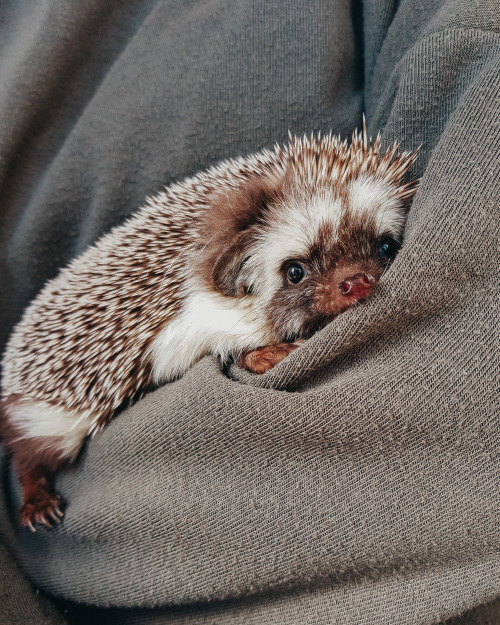 hedgehogsofasgard:Sleepy babyLook at this excellent needle dog!