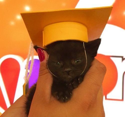 babyanimalgifs:  this is so cute