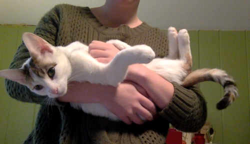 percybutterandjelly:the cat is a total goob