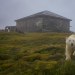 rizsilemming:escapekit:Polar bear Station Russian-based wildlife photographer Dmitry