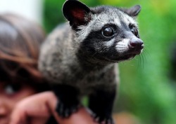 earthlynation:  Asian Palm Civet. Source