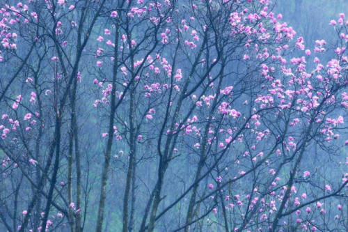 fuckyeahchinesegarden:Biond Magnolia Flower, 吴家后山, sichuan province