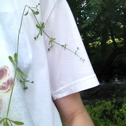 mosskids:  my brother stuck plants to me today (12-07-14) 