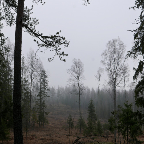 90377: Tremanskärr by Juha Haataja