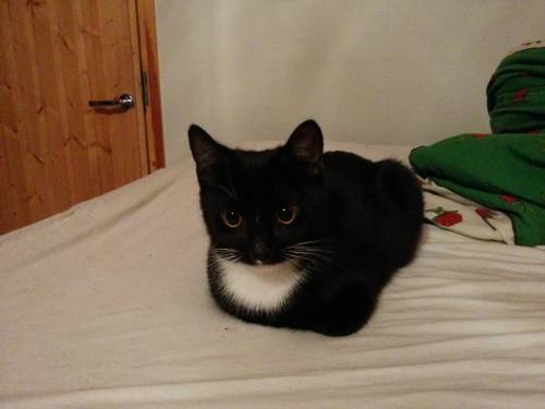 worldofthecutestcuties:The perfect loaf at a young age