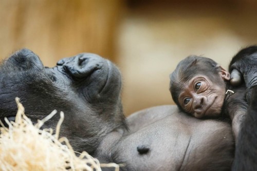 Porn awkwardsituationist:  western lowland gorilla photos