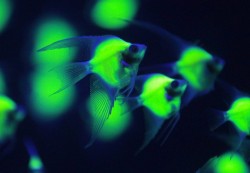 allcreatures: Genetically engineered Pterophyllum scalara fish glow in a tank under a blacklight while being displayed at the 2013 Bio Expo in Taipei Picture: REUTERS (via Pictures of the day: 18 July 2013 - Telegraph)