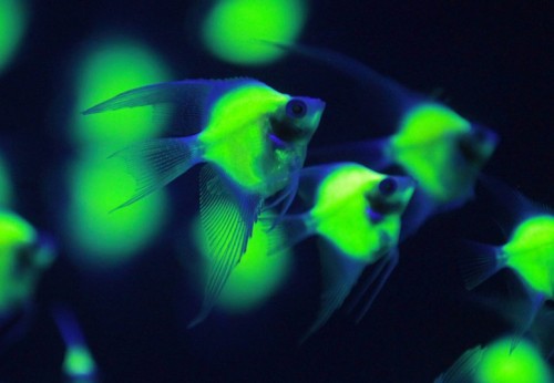 allcreatures: Genetically engineered Pterophyllum scalara fish glow in a tank under a blacklight w