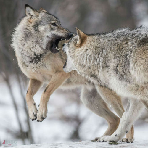 wolfscience:  Maikan and Etu, almost two years now.Pics by Rooobert Bayer