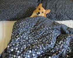 corkidorki:  Corki: “I thought you said we were napping, aren’t you gonna come under the blankie?” Me: “Yup, just taking a picture. One sec, k?” Corki: “Zzz…”