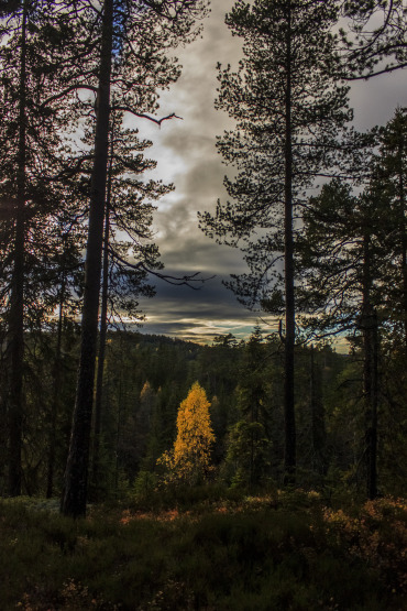 Alone in autumn - Cole NyquistNordmarka, NorwayArtist website: nyquistphotography.com/