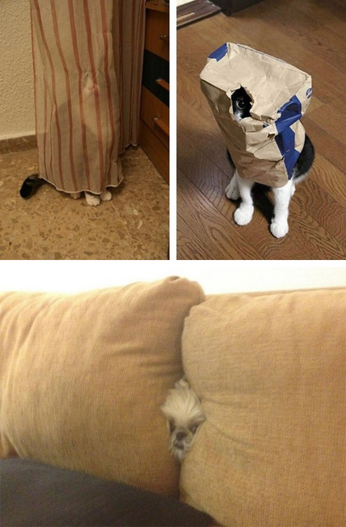 tastefullyoffensive:  Pets Who Are Terrible at Hide and Seek [via]Previously: Kids Who Are Terrible at Hide and Seek 