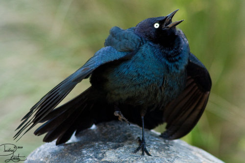 fairy-wren:brewer’s blackbird(photo by deeotter)what ARE YOU