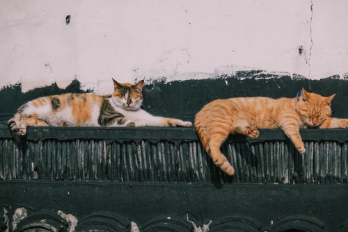 bettersss:Rooftop cats in Zhujiajiao