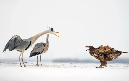 bunjywunjy: wigmund: kedreeva: end0skeletal: by Georg Scharf birds were invented by sticking a bunch