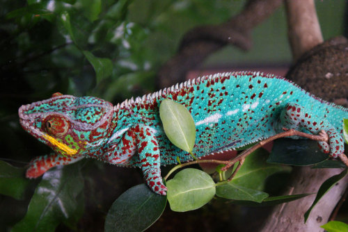 odditiesoflife:10 Wild Facts About Chameleons1 — Changes in light, temperature or emotion can prompt