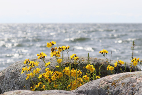 Östra lakholmsudden on Sibberön in lake Vänern, Sweden.