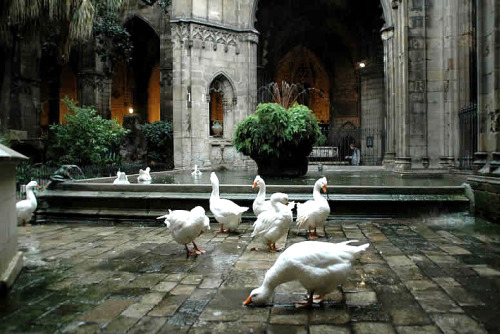 useless-catalanfacts: There are 13 white geese who live in the cloister of the Cathedral of Barcelon