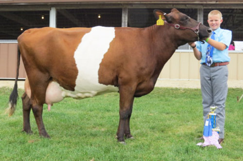 ainawgsd:Wild type vs Domestic mutations-Cattle (dairy breeds)The aurochs (Bos primigenius), is an e