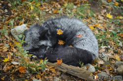 everythingfox:  Sleeping silver fox