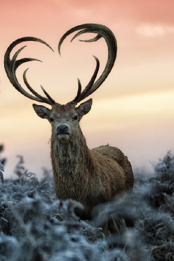 venvm:The Loveyoudeer | by: { Max Ellis }