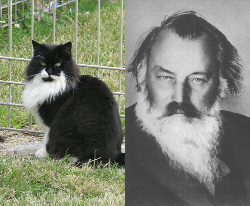 opera-4-breakfast: catsthatlooklikecomposers: Brahms theanayal8r I’m tempted to put this up on