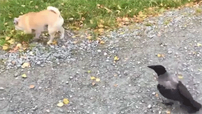 hobolunchbox:  surprise boop
