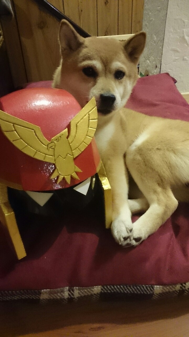 tinycartridge:  Thank you for coming into our lives, Captain Falcon Dog ⊟ And