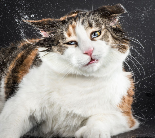 cornerof5thandvermouth:tht1chck:bobbycaputo:Portraits of Cats Shaking Themselves Clean Photographed 