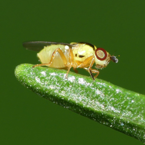 onenicebugperday: Yellow grass fly, Thaumatomyia glabra, ChloropinaeFound in North America and 