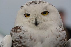 owlsday:  Snowy Owl 
