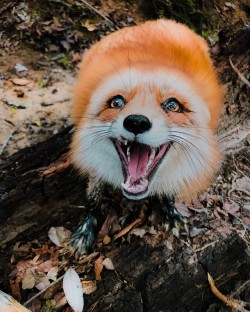 everythingfox:  H A P P YJuniper the Fox