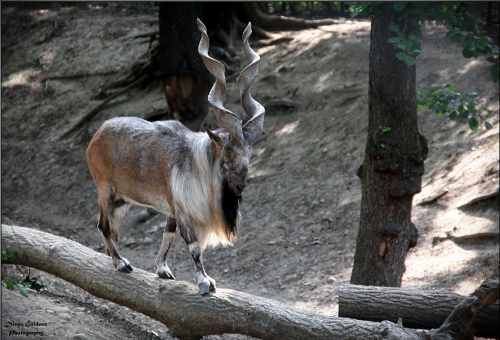 Markhor (Capra falconeri)