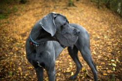 handsomedogs:    Shadow | Maciej Czado  