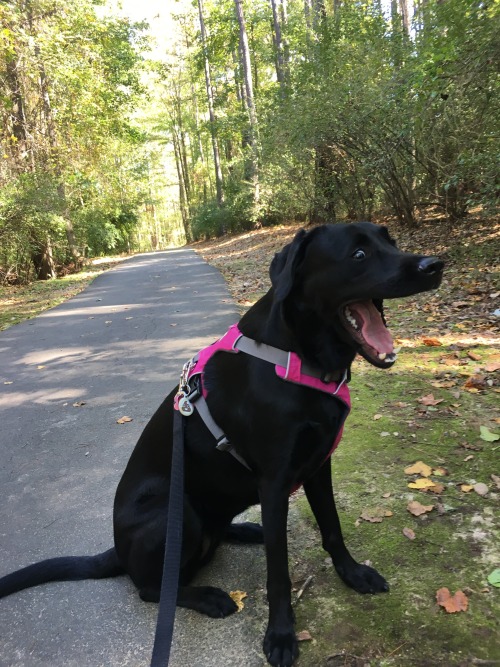 “Ermagerd I love walks!!”