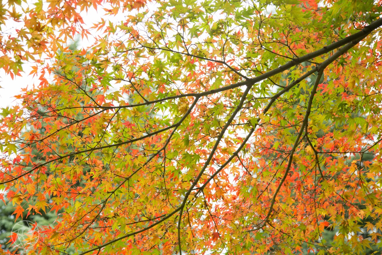 <p><b>Yesterday this, today snow</b></p><p>Taken at Kyu-Furukawa Garden, Tokyo.</p>